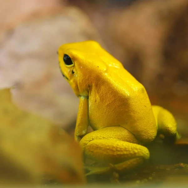 Altın Zehir Kurbağa Phyllobates Terribilis Doğal Yağmur Ormanları Ortamında Renkli — Stok fotoğraf
