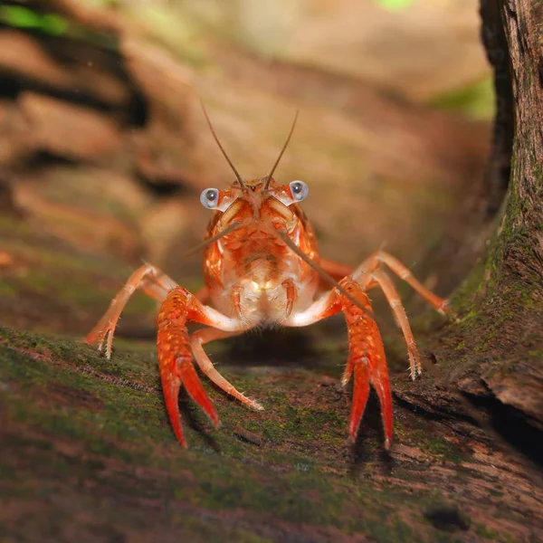 Lagostins Pântano Louisiana Procambarus Clarkii Ambiente Subaquático Natural — Fotografia de Stock