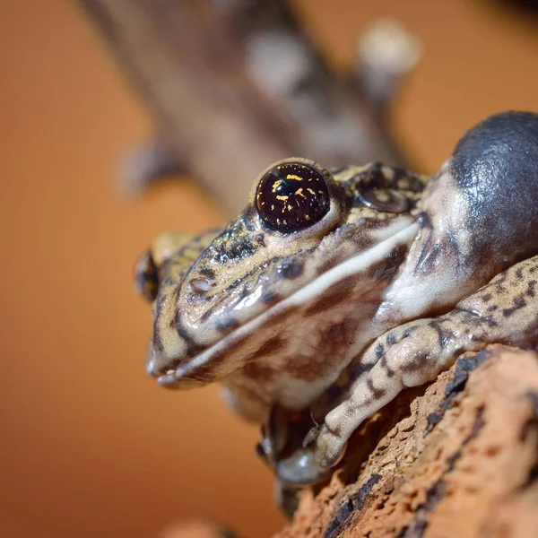 Close View Decorative Tropical Frog — Stock Photo, Image