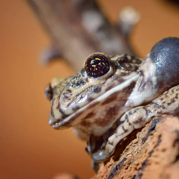 Nahaufnahme Von Dekorativen Tropischen Frosch — Stockfoto