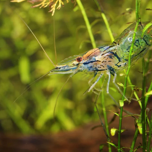 Vergrote Weergave Van Aziatische Glazen Garnalen Het Aquarium — Stockfoto