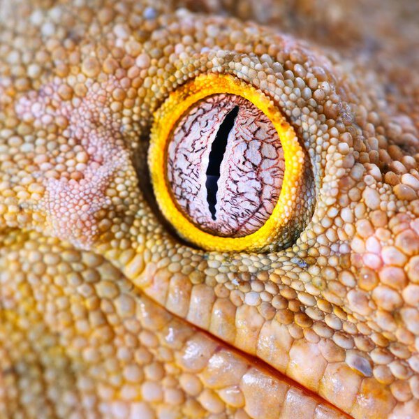 закрытый вид глаза Gecko Rhacodactyanus leachianus henkeli
 