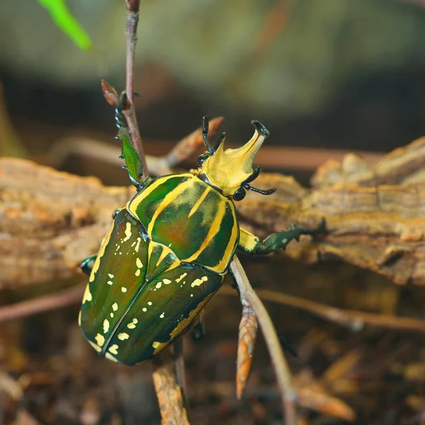 Terrarium içinde yeşil çiçek böceği (Chelorrhina polyphemus confluens). Çiçek chafer, scarab.