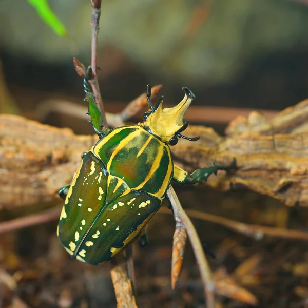 绿花甲虫 Chelorrhina 吕斐融合 在玻璃 花金龟 圣甲虫 — 图库照片