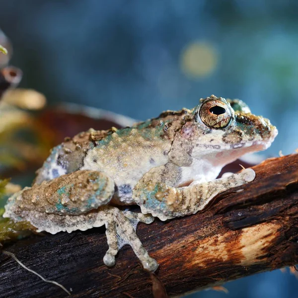 Nahaufnahme Von Dekorativen Tropischen Frosch — Stockfoto