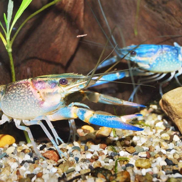 Close View Australian Blue Crayfishes Aquarium — Stock Photo, Image