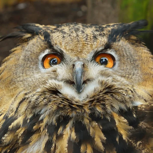 Primer Plano Cabeza Búho Águila Eurasiática Bubo Bubo Entorno Natural — Foto de Stock