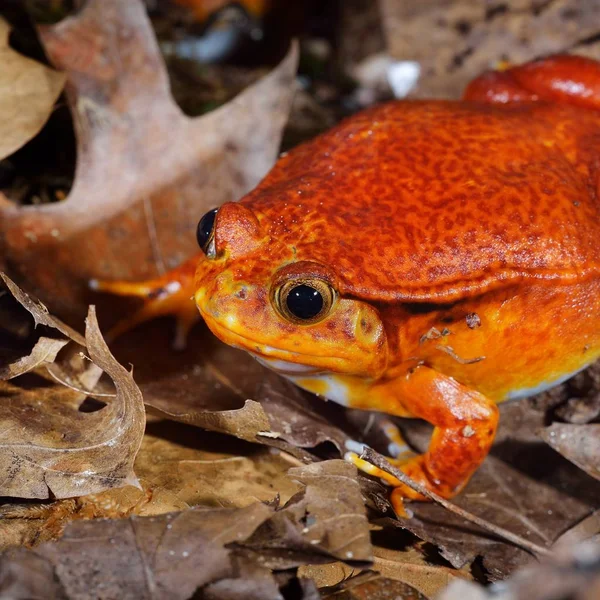 Close View Decorative Tropical Frog — Stock Photo, Image