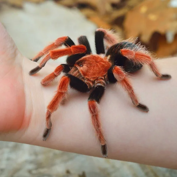 Birdeater タランチュラ Brachypelma Boehmei 天然林の環境で手で開催されました 明るい赤の色鮮やかな巨大なクモ — ストック写真