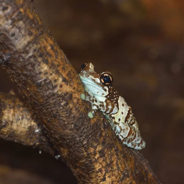 Golden-eyed tree frog or Amazon milk frog Trachycephalus resinifictrix hiding on a branch in natural environment