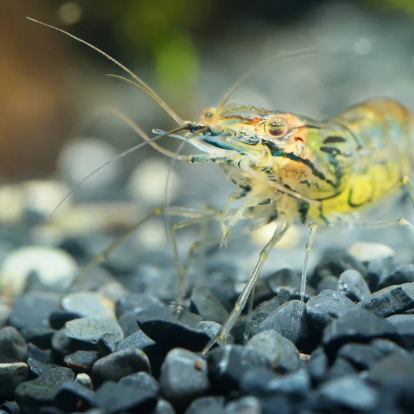 Vue Rapprochée Crevettes Asiatiques Verre Dans Aquarium — Photo