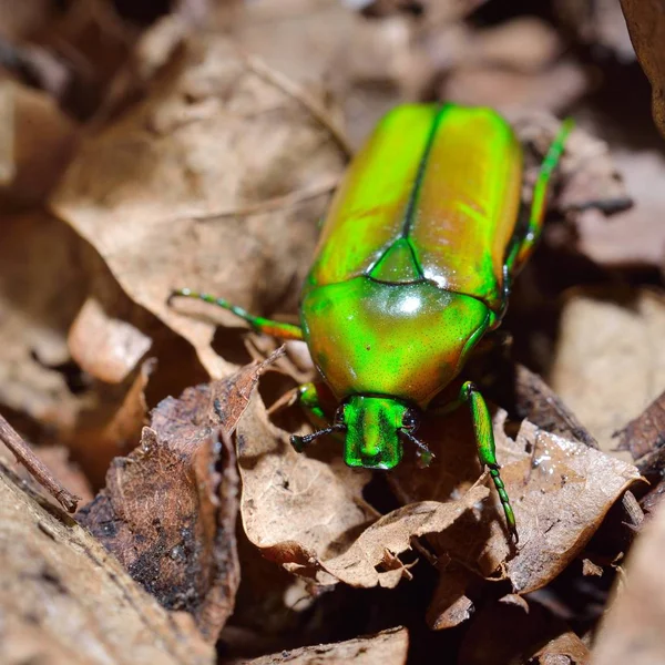 Vista Cerca Escarabajo Colorido Decorativo — Foto de Stock