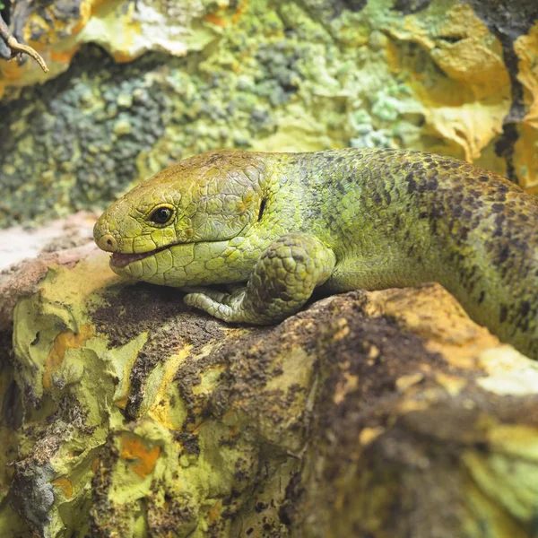 Solomon Island Skink Corucia Zebrata Green Lizard Camouflage Natural Environment — Stock Photo, Image