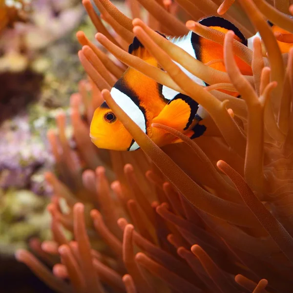 Amphiprion Ocellaris Pez Payaso Acuario Marino — Foto de Stock