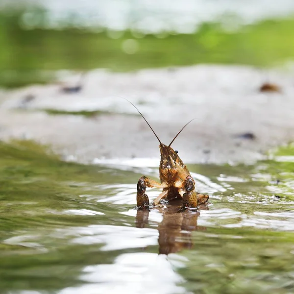 American Spiny Cheek Crayfish Orconectes Limosus Invasive Europe Forest River — Stock Photo, Image