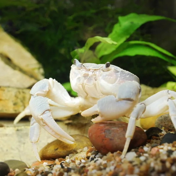 Granchio Del Fiume Potamon Primo Piano Nell Ambiente Naturale — Foto Stock