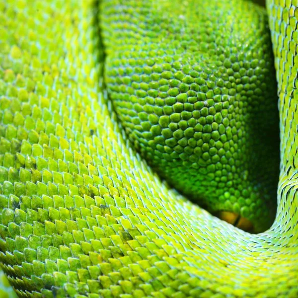 Zbliżenie Zielony Wąż Wagi — Zdjęcie stockowe