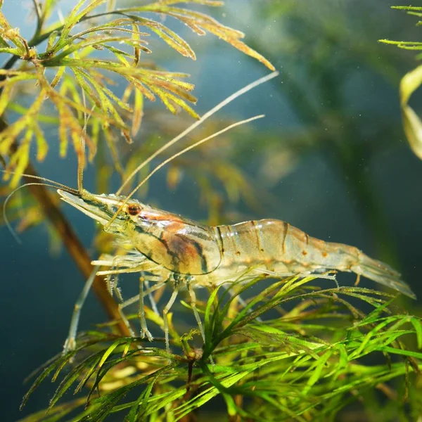 Close View Asian Glass Shrimp Aquarium — Stock Photo, Image