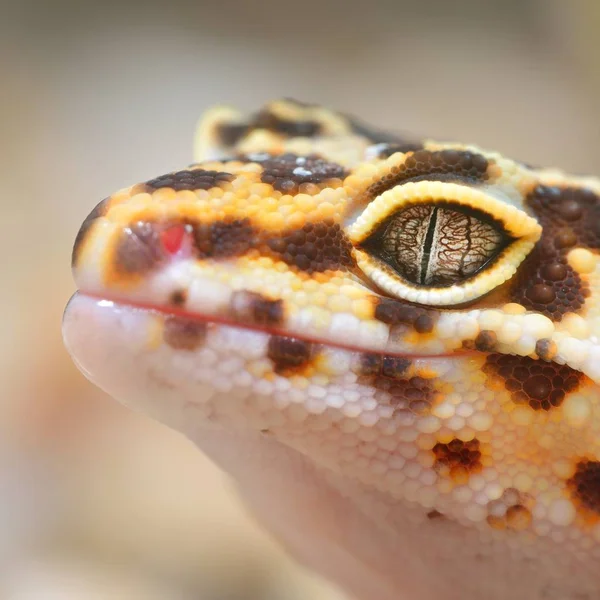 Leopar gecko terrarium içinde yakından görmek 