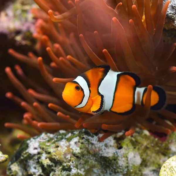 Amphiprion Ocellaris Pez Payaso Acuario Marino —  Fotos de Stock