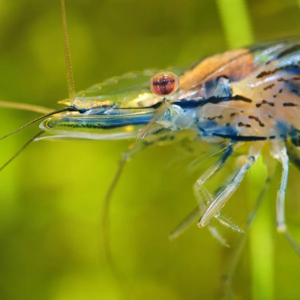 アジアのガラス水槽でエビのクローズ アップ ビュー — ストック写真