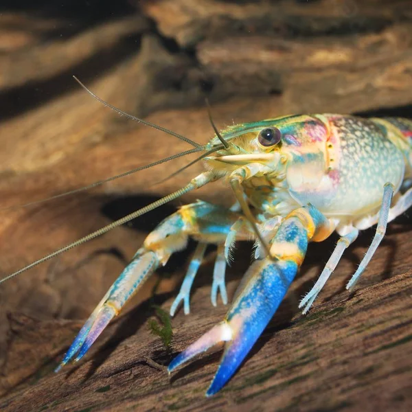 澳大利亚蓝螯虾在水族馆的特写图 — 图库照片