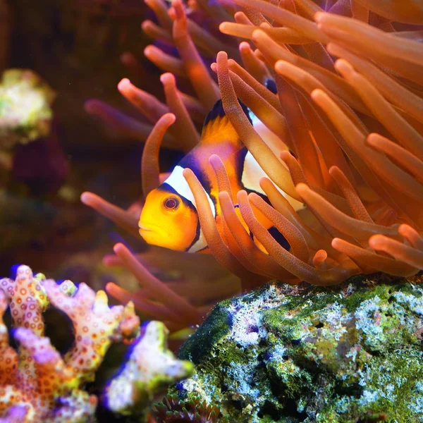 Amphiprion Ocellaris Clownfish Aquarium — Stock Photo, Image