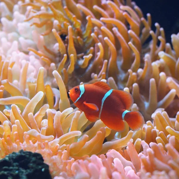 Amphiprion Ocellaris Pesce Pagliaccio Acquario Marino Con Anemoni — Foto Stock