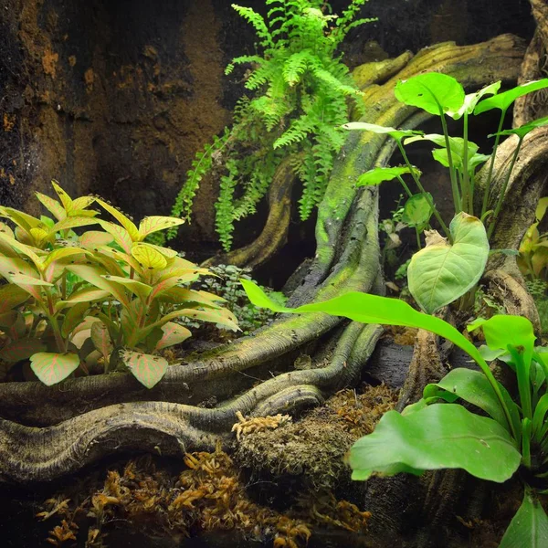 Tropikal ortamda terrarium düzeniyle egzotik yeşillik ve bir günlük