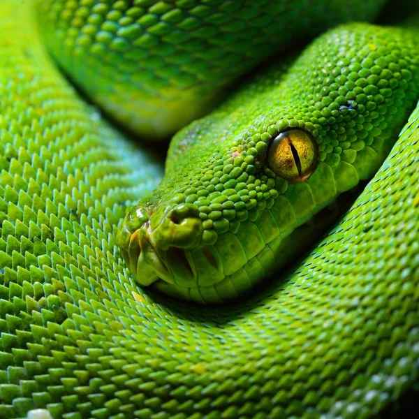 绿色蛇头特写图 — 图库照片
