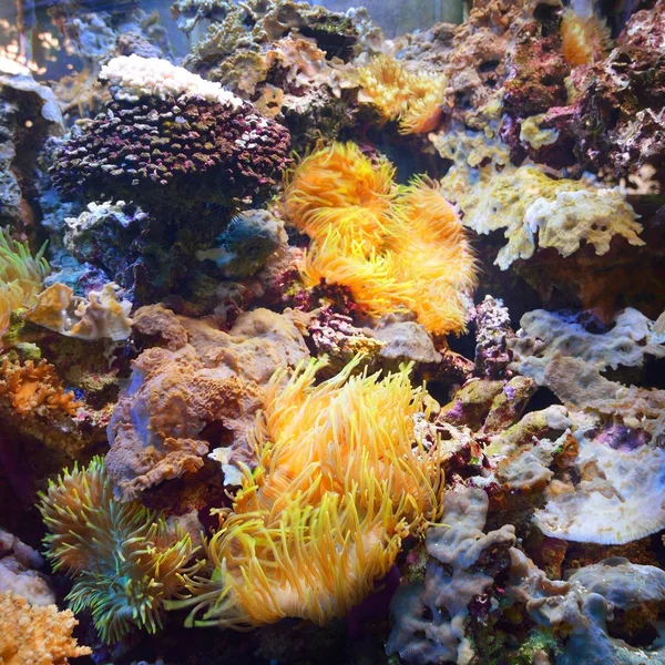 Мальовничий Вид Барвисті Підводні Рослини Акваріумі — стокове фото