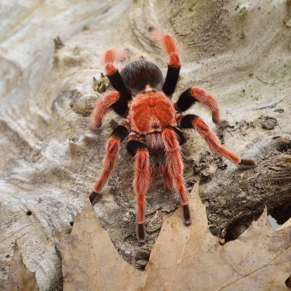 Birdeater tarantula örümceği Brachypelma boehmei doğal orman ortamında. Parlak kırmızı renkli dev örümcek.
