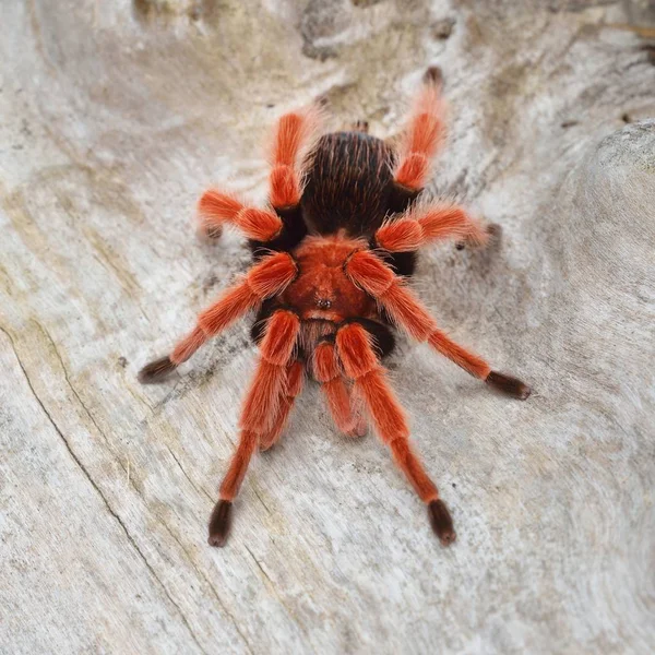 Birdeater tarantula örümceği Brachypelma boehmei doğal orman ortamında. Parlak kırmızı renkli dev örümcek.