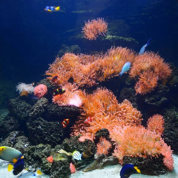 带粉红色海葵和热带鱼的海洋水族馆珊瑚礁环境 — 图库照片