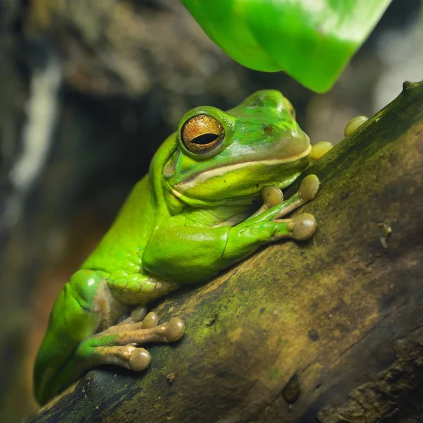澳大利亚的绿色树蛙 Litoria 蓝靛在自然的环境中栖息在树上 — 图库照片