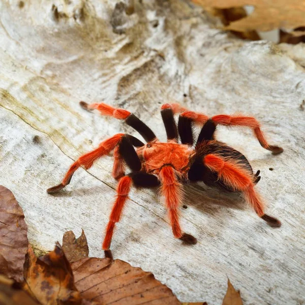 Birdeater tarantula örümceği Brachypelma boehmei doğal orman ortamında. Parlak kırmızı renkli dev örümcek.