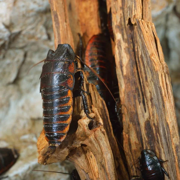 Schwarze Riesen Madagaskar Fauchende Kakerlaken Gruppe Natürlicher Umgebung — Stockfoto