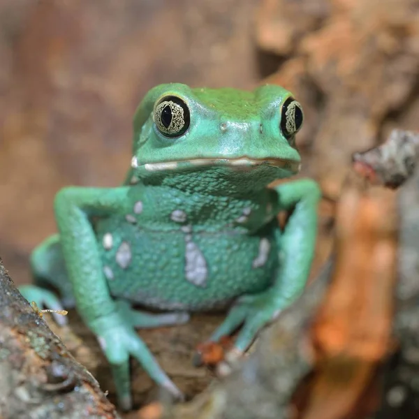 天然环境中糯猴叶蛙 Phyllomedusa Sauvagii — 图库照片