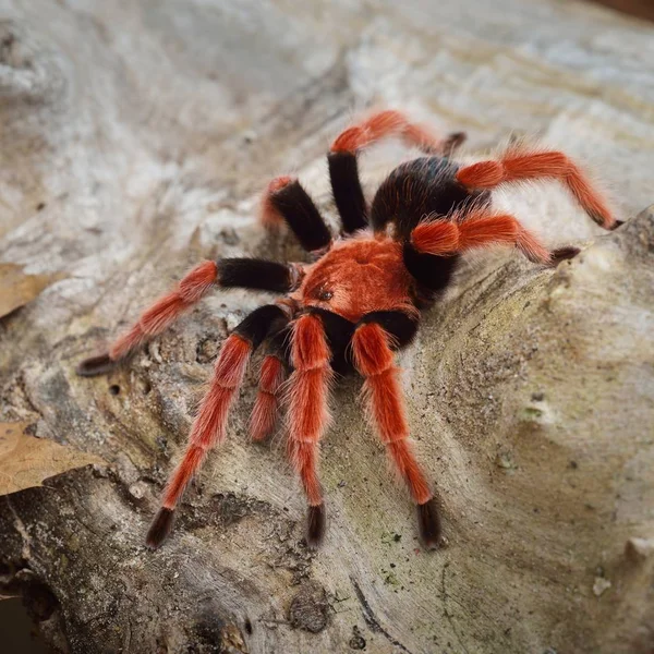 Birdeater 蜘蛛蛛 Brachypelma Boehmei 在天然林环境中 明亮的红色五颜六色的巨型蜘蛛 — 图库照片