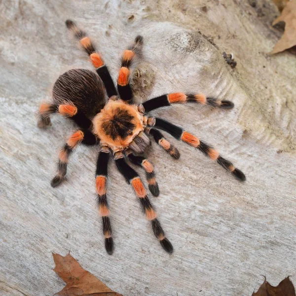 Birdeater 蜘蛛蛛 Brachypelma Smithi 在天然林环境中 明亮的橙色五颜六色的巨型蜘蛛 — 图库照片