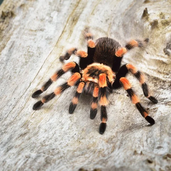 Madárpók Tarantula Spider Brachypelma Smithi Természetes Erdei Környezetben Világos Narancs — Stock Fotó