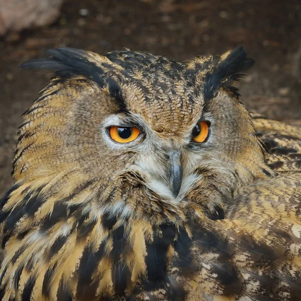 Eurasian Eagle Owl Bubo Bubo Head Closeup Natural Environment — Stock Photo, Image