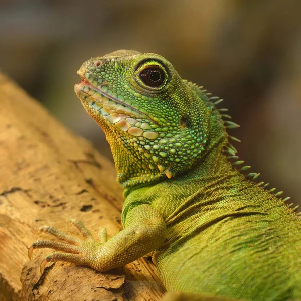 Doğal ortamda Asya su ejderha (Physignathus cocincinus). Renkli tropikal yeşil kertenkele.
