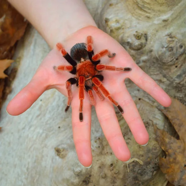 Birdeater Tarantula Spider Brachypelma Boehmei Held Hand Natural Forest Environment — Stock Photo, Image