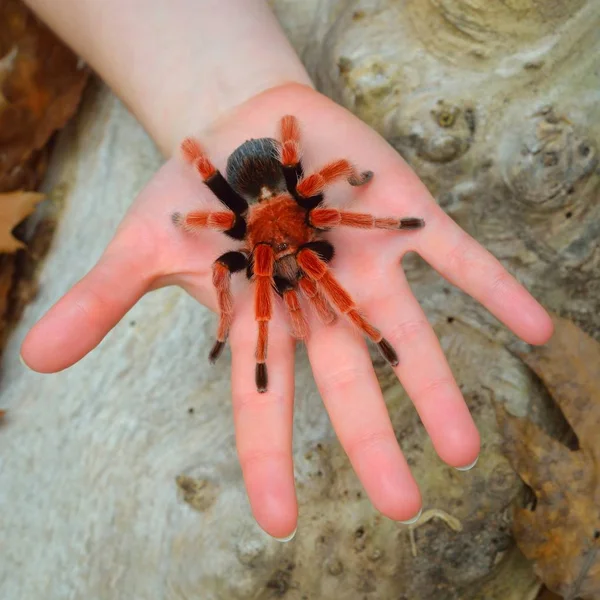 Birdeater Tarantula Pająk Ptasznik Czerwononogi Trzymać Ręce Środowisku Naturalnym Lesie — Zdjęcie stockowe