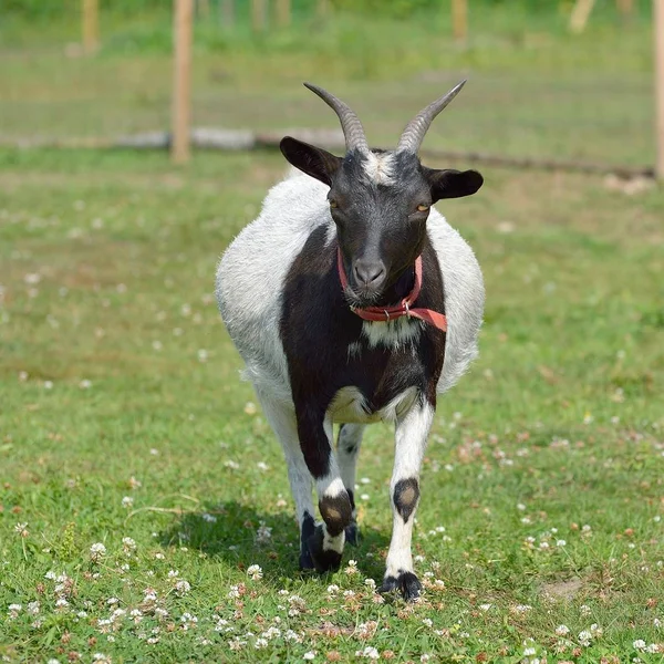 Schwarz Weiße Ziege Auf Grünem Sommergras — Stockfoto