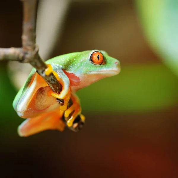 Nahaufnahme Von Dekorativen Tropischen Frosch — Stockfoto