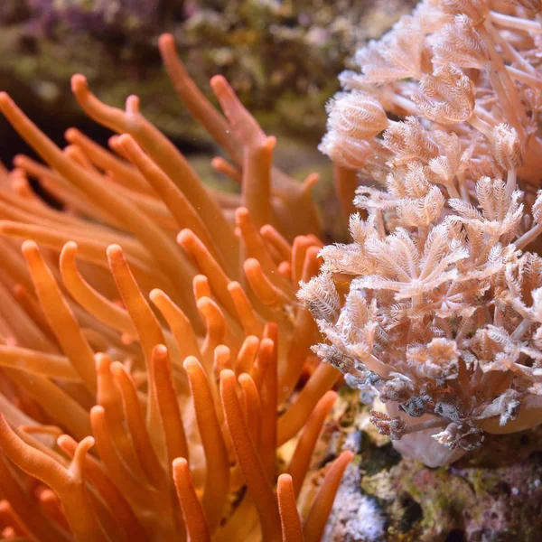 Amphiprion Ocellaris Klaun Akwarium Morskim — Zdjęcie stockowe