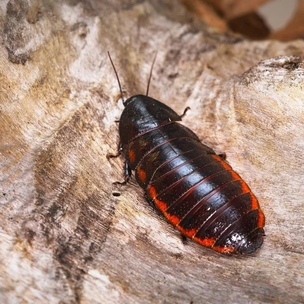 Negro Gigante Madagascar Silbando Cucaracha Entorno Natural — Foto de Stock