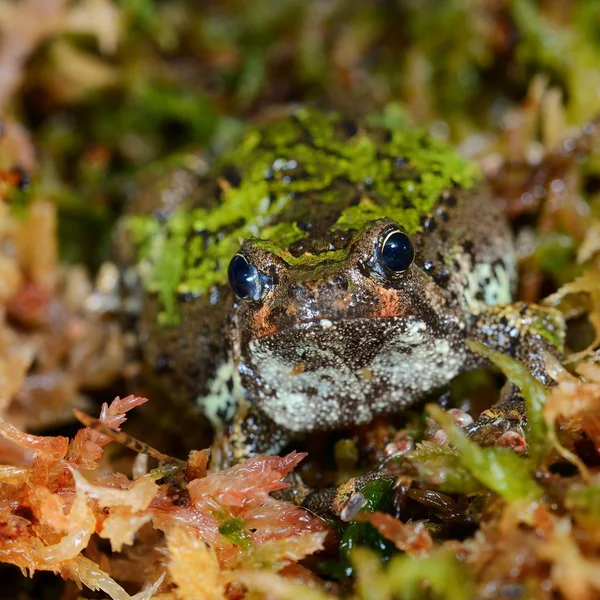 Vue Rapprochée Grenouille Tropicale Décorative — Photo